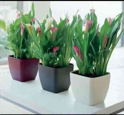 Plantas de interior para decorar la oficina