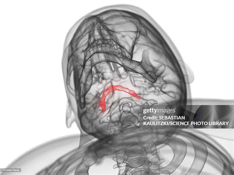 Hyoid Bone Illustration High Res Vector Graphic Getty Images