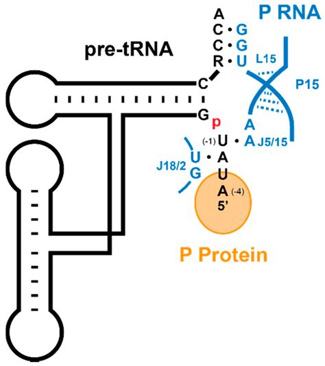 Biomolecules | Special Issue : Function and Structure of RNase P in ...