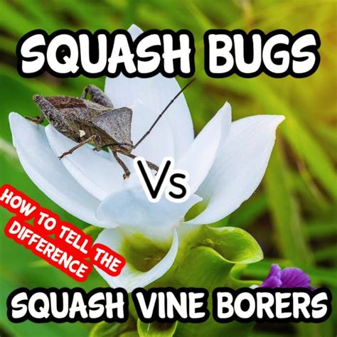 All About Squash Bugs Vs Squash Vine Borers In 2023 Squash Bugs