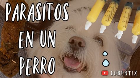 Mi Perro Con Parasitos Gusanos En Su Caca Tratamiento Comida Y