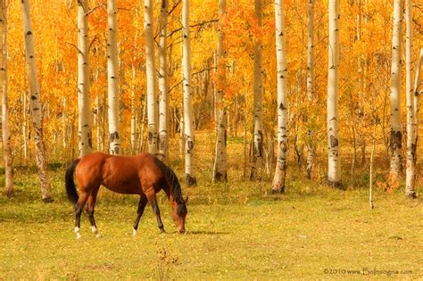 Horse Landscape Photography