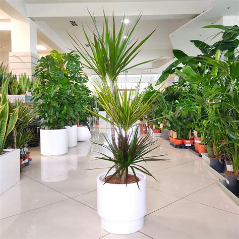 Dracena Obrze Ona Mix Dracaena Marginata Cm Sklep Kwiatydonice Pl