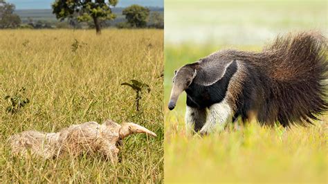 Meet Alvin The Worlds Only Living Albino Giant Anteater IFLScience