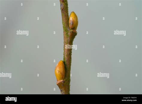 Pussy Willow Goat Willow Great Sallow Salix Caprea Twig With Buds Germany Stock Photo Alamy