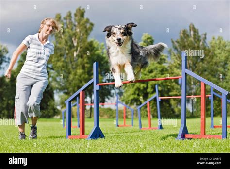 Agility Australian Shepherd Dog Jumping Over Hurdles Stock Photo Alamy