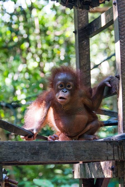 Dulu Dibuang Di Dalam Kardus Kondisi Orangutan Ini Kini Tak Disa