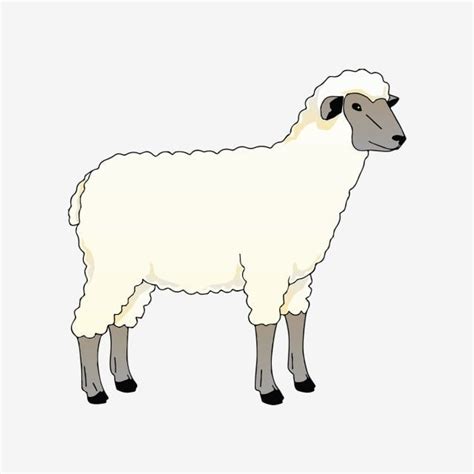 A White Sheep Standing On Top Of A Gray Ground