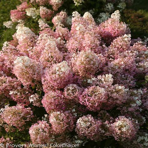 Bobo® Hydrangeas For Sale