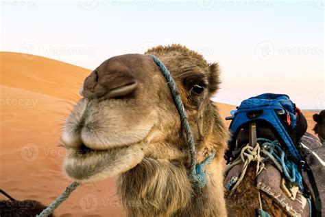 Cute camel in the desert in Morocco 14788873 Stock Photo at Vecteezy