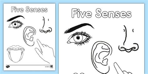 Five Senses Coloring Sheet Hecho Por Educadores Twinkl