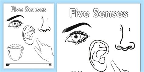 Five Senses Coloring Sheet Professor Feito Twinkl