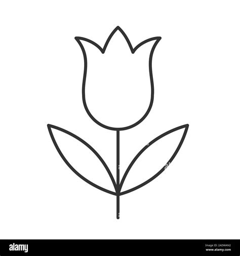 Tulip Icono Lineal Ilustraci N De L Nea Delgada S Mbolo De Contorno