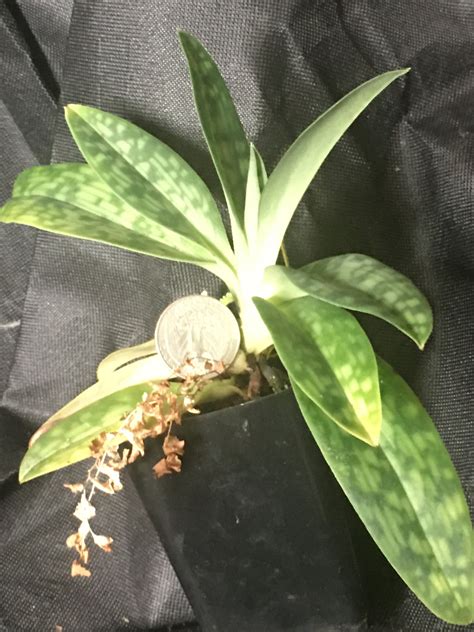 Paphiopedilum Argus Blooming Size Plant Orchid Etsy