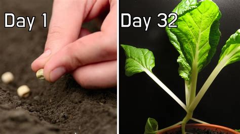 Growing Bok Choy From Seeds 32 Day Timelapse Youtube