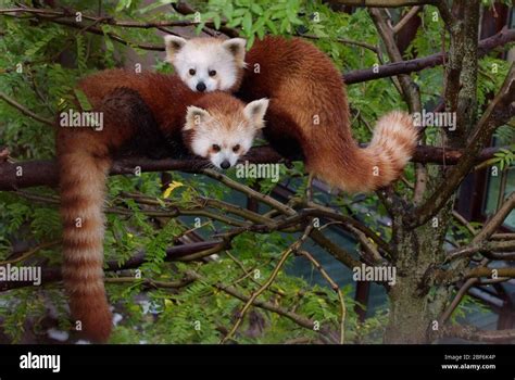 Red Panda. Asia Trail,male,female,Species: fulgens,Genus: Ailurus ...