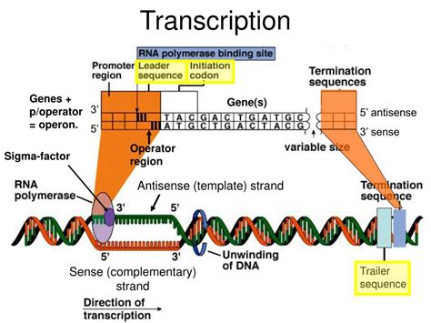 Ppt Transcription Powerpoint Presentation Free Download Id5738373