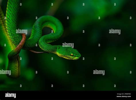 Green pit viper in habitat Stock Photo - Alamy