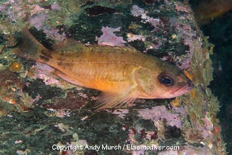 Puget Sound Rockfish Pictures Images Of Sebastes Emphaeus