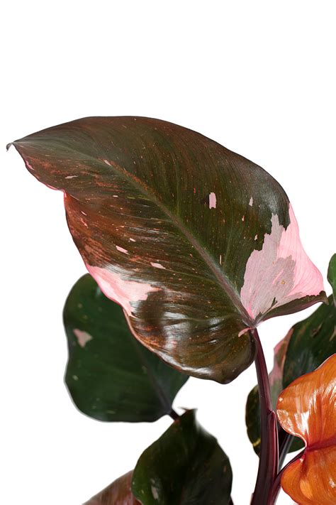 Philodendron Erubescens Philodendron Erubescens Pink Princess Evanthia