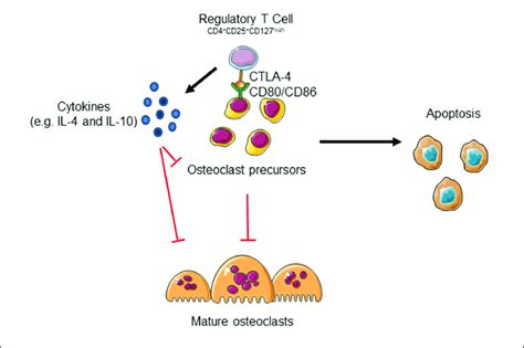 Regulatory T Cells Could Inhibit Osteoclast Formation By Two