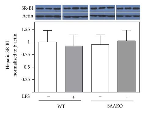 Endotoxemia Does Not Alter Hepatic Accumulation Of Macrophage Derived