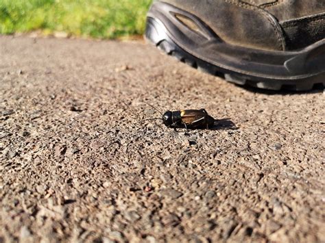 Field Cricket Shoe Free Photo On Pixabay Pixabay