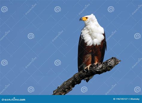 The African Fish Eagle Haliaeetus Vocifer Sitting On The Branch On A