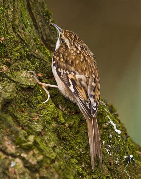 Ann Miles Photography March 2010 Pet Birds Beautiful Birds Wild Birds