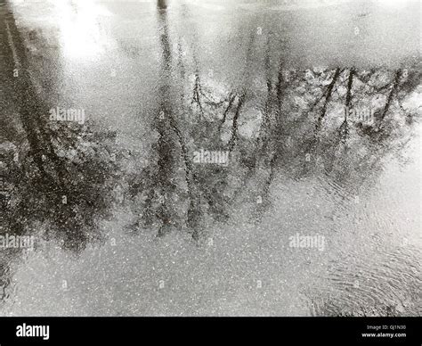 Rain Puddles On A Pavement In The City With Trees Reflections Stock