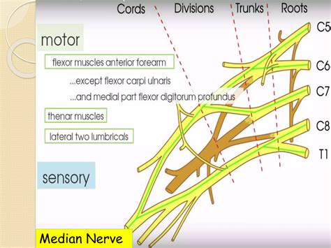 Peripheral Nerves Of Upper Limb [radial Median And Ulnar Nerve] Ppt