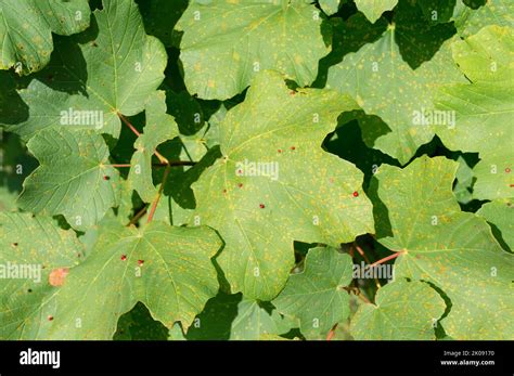 Maple Tree Disease By The Gall Mites Causing Red Bumps On Leaves Maple Gall Mites Or