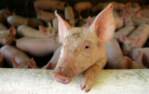 Consumo de carne suína no Brasil deve aumentar 2 8 em 2024 Jovem Pan