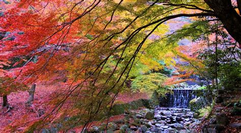 2019日本最早紅葉預測 北海道、東京、大阪、京都等賞楓景點推介（9月更新） 日本旅遊攻略 Hopetrip旅遊網