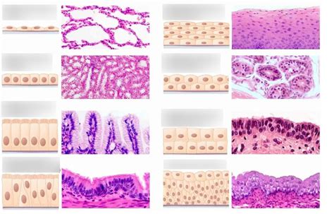 Types Of Epithelia Diagram Quizlet