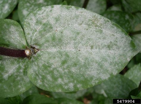 Indoor Powdery Mildew Control - Fix Powdery Mildew On Houseplants