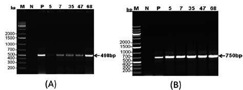 Preliminary Confirmation Of Putative Transgenic Peanut Plants By PCR