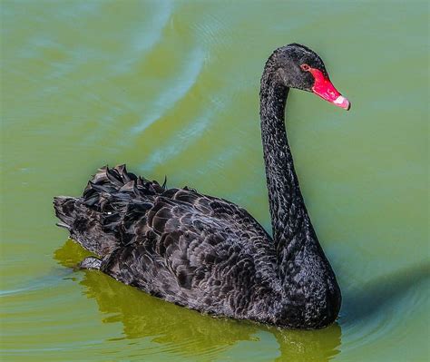 Swan Flying Wing Mute Swan Cygnus Olor Duck Bird Cygnus Bird