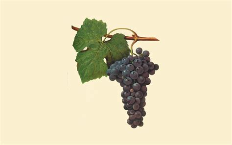 Aglianico an Underdog no More – WineBee.net