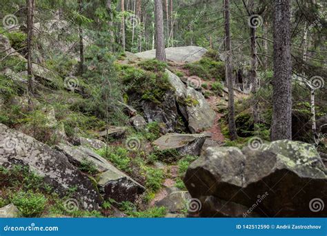 Wilderness Landscape Forest With Pine Trees And Moss On Rocks Big Old