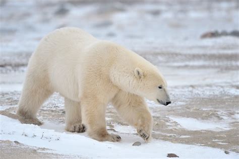 Urso Polar Animais InfoEscola