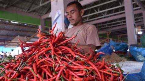 Harga Cabai Merah Di Abdya Anjlok Hingga Rp Kg Serambinews