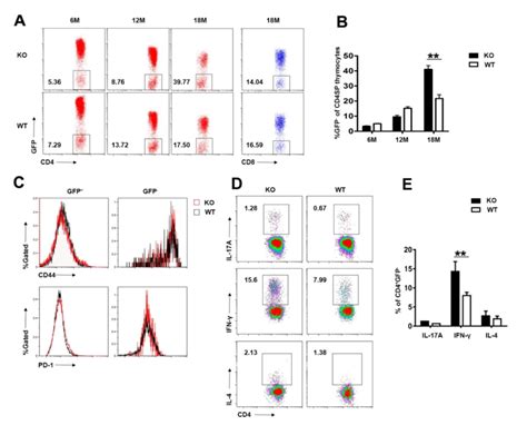 Elevated returning of IFN γ producing cells in aged Aire deficient