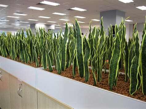 Hoi Kee Flower Shop Snake Plant In Planterb