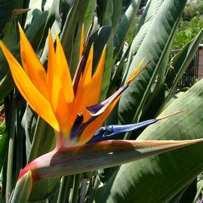 Strelitzia Strelitzia Reginae Oiseau De Paradis Fleur Achat Vente