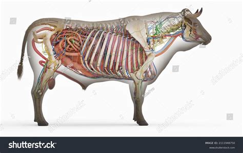 Bovine Skeleton Diagram