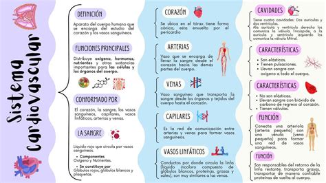 Sistema Cardiovascular Brisa Uribe UDocz