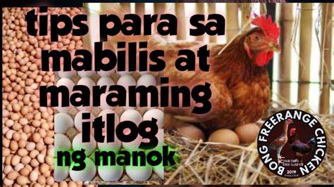 Mabilis Na Pagpapaitlog Ng Manok Daming Itlog Ng Manok Youtube