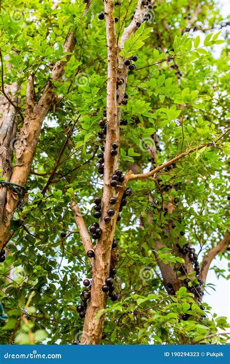 Brazil Grape Tree Stock Image Image Of Green Plant 190294323