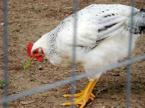 Backyard Chickens Learn How To Raise Chickens